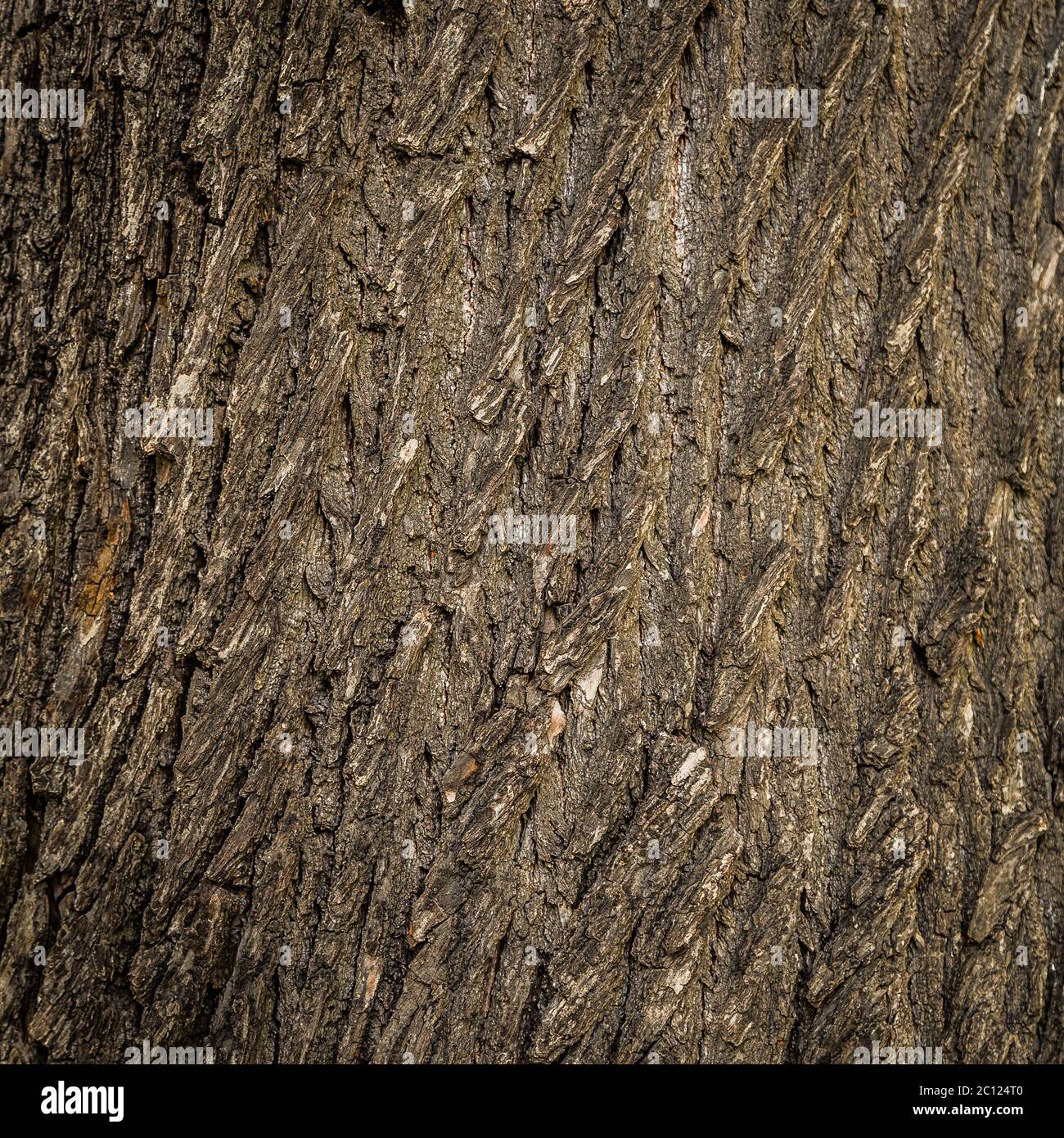 Old tree cracked bark background natural pattern Stock Photo