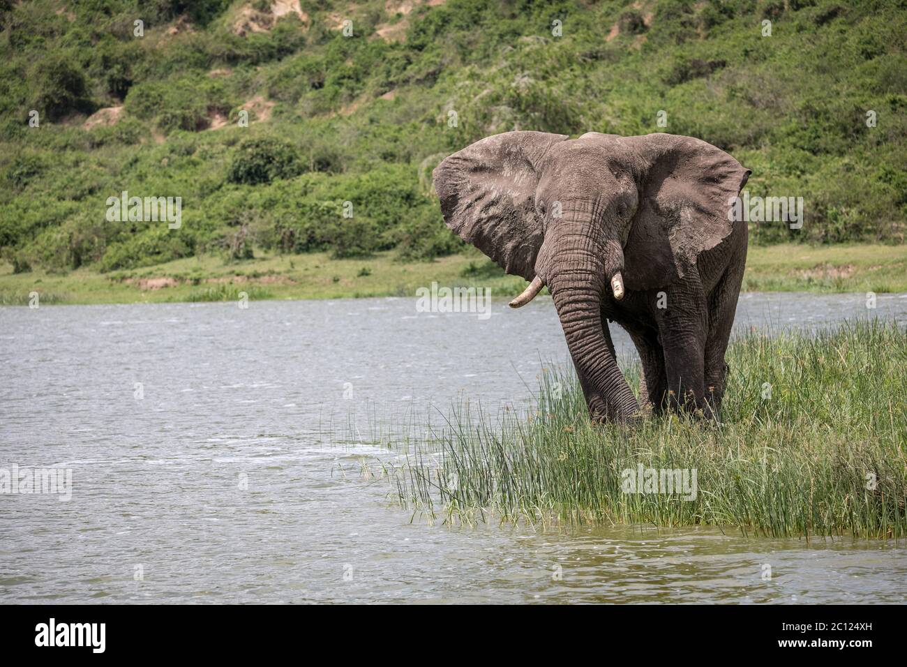 Portrait of an African bush elephant, Loxodonta africana, taken from a boat trip on the Kazinga Channel, Queen Elizabeth National Park, Uganda, Africa Stock Photo