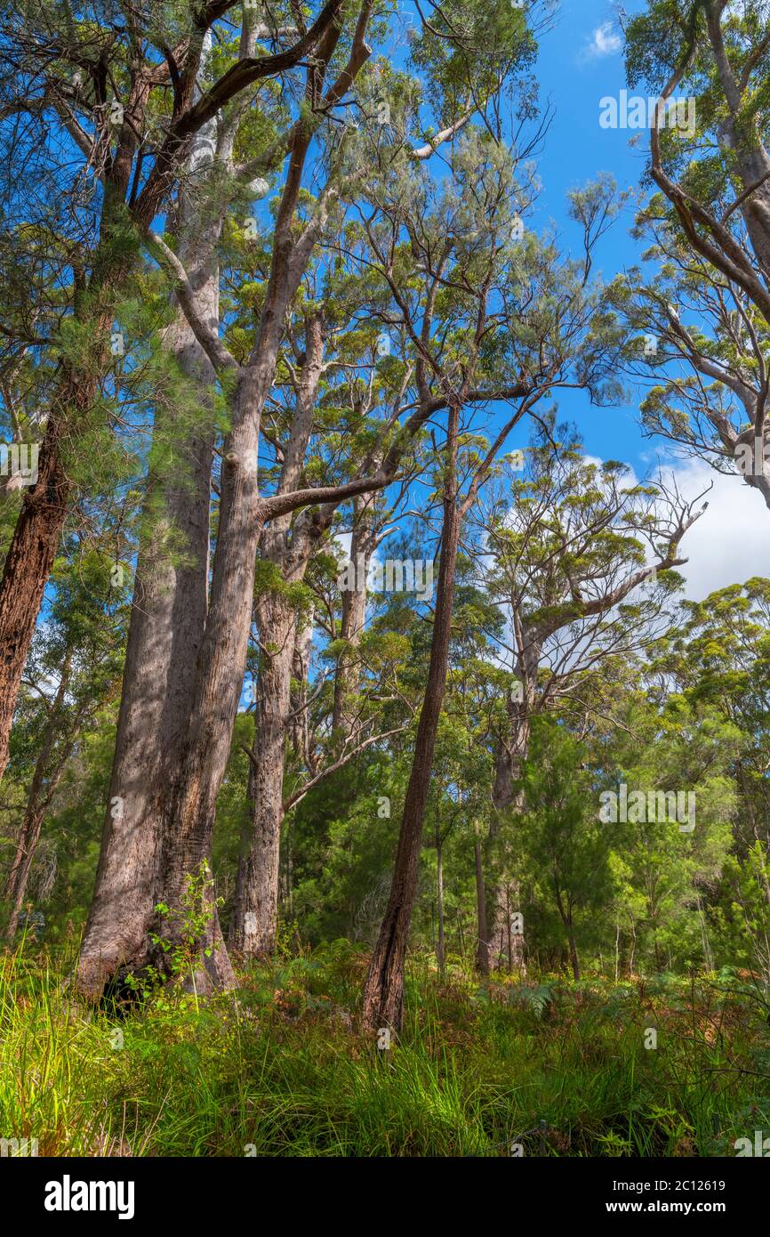 Red Tingle trees (Eucalyptus jacksonii), Ancient Empires Walk, Valley of the Giants, Walpole-Nornalup National Park, Western Australia, Australia Stock Photo