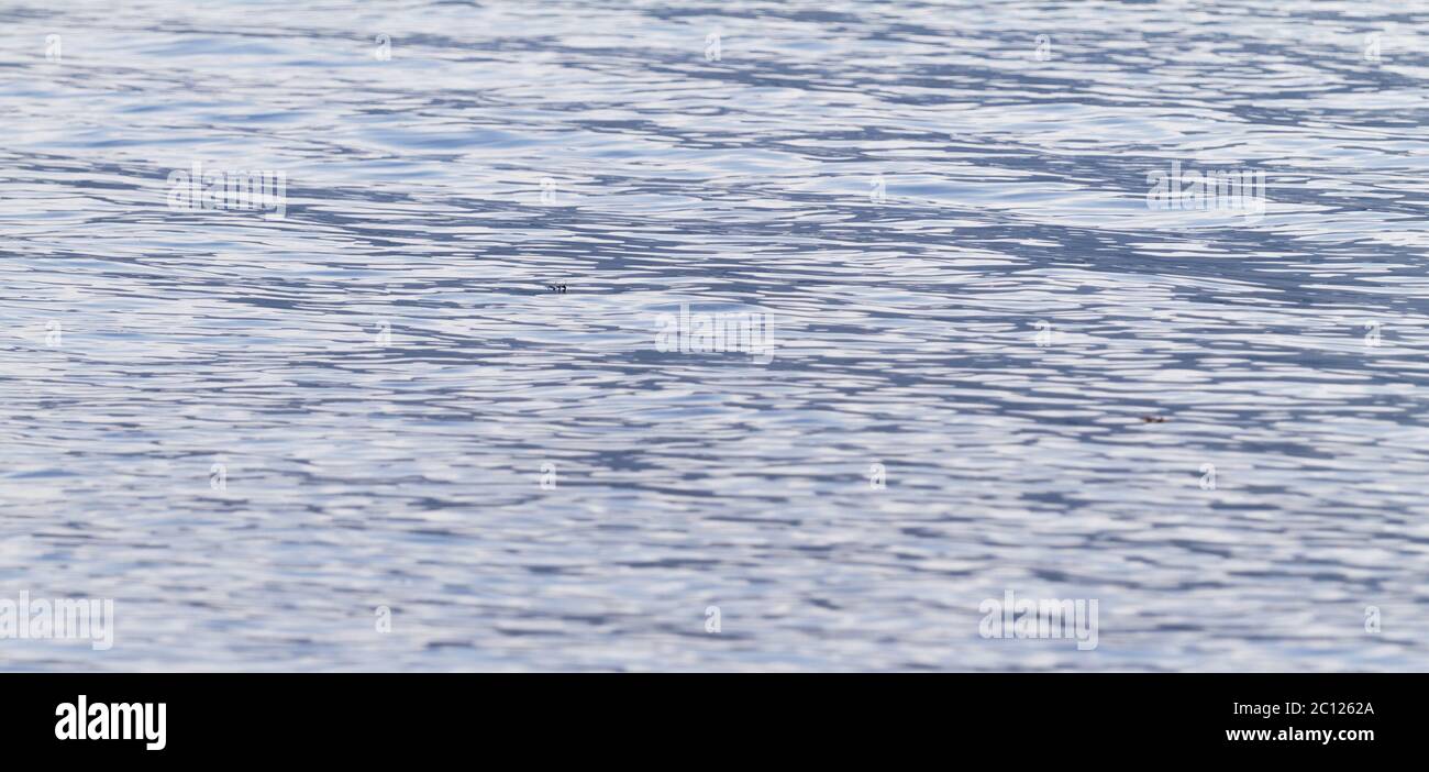 Photo of blue water background with ripples Stock Photo - Alamy