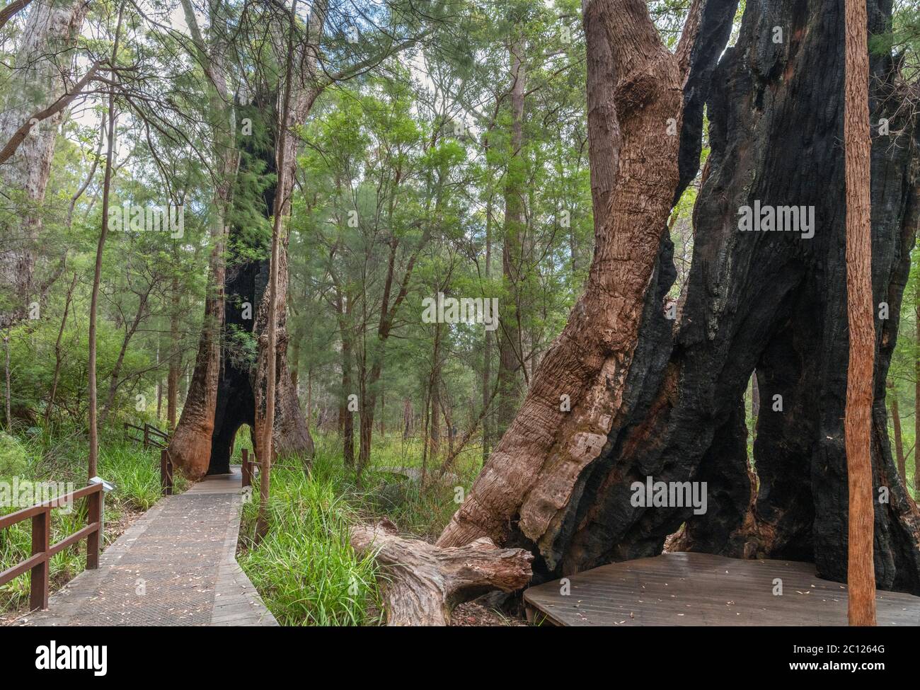 Red Tingle trees (Eucalyptus jacksonii), Ancient Empires Walk, Valley of the Giants, Walpole-Nornalup National Park, Western Australia, Australia Stock Photo