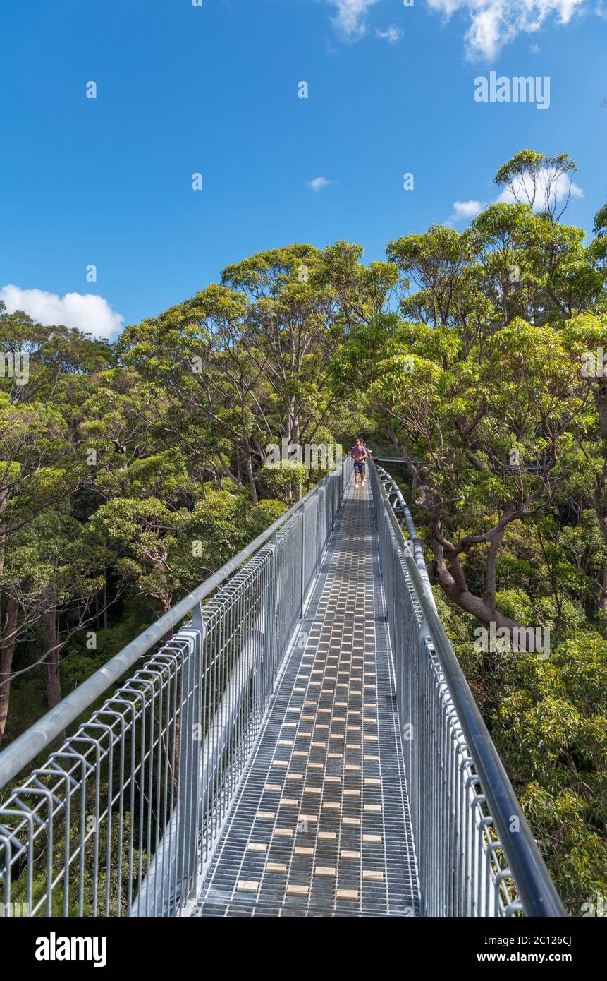 Valley of the Giants Tree Top Walk, Walpole-Nornalup National Park, near Denmark, Western Australia, Australia Stock Photo