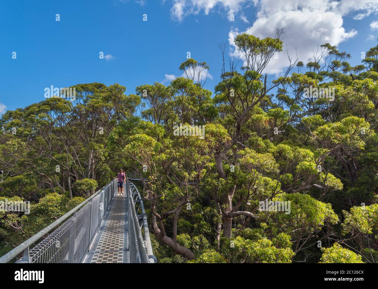 Valley of the Giants Tree Top Walk, Walpole-Nornalup National Park, near Denmark, Western Australia, Australia Stock Photo