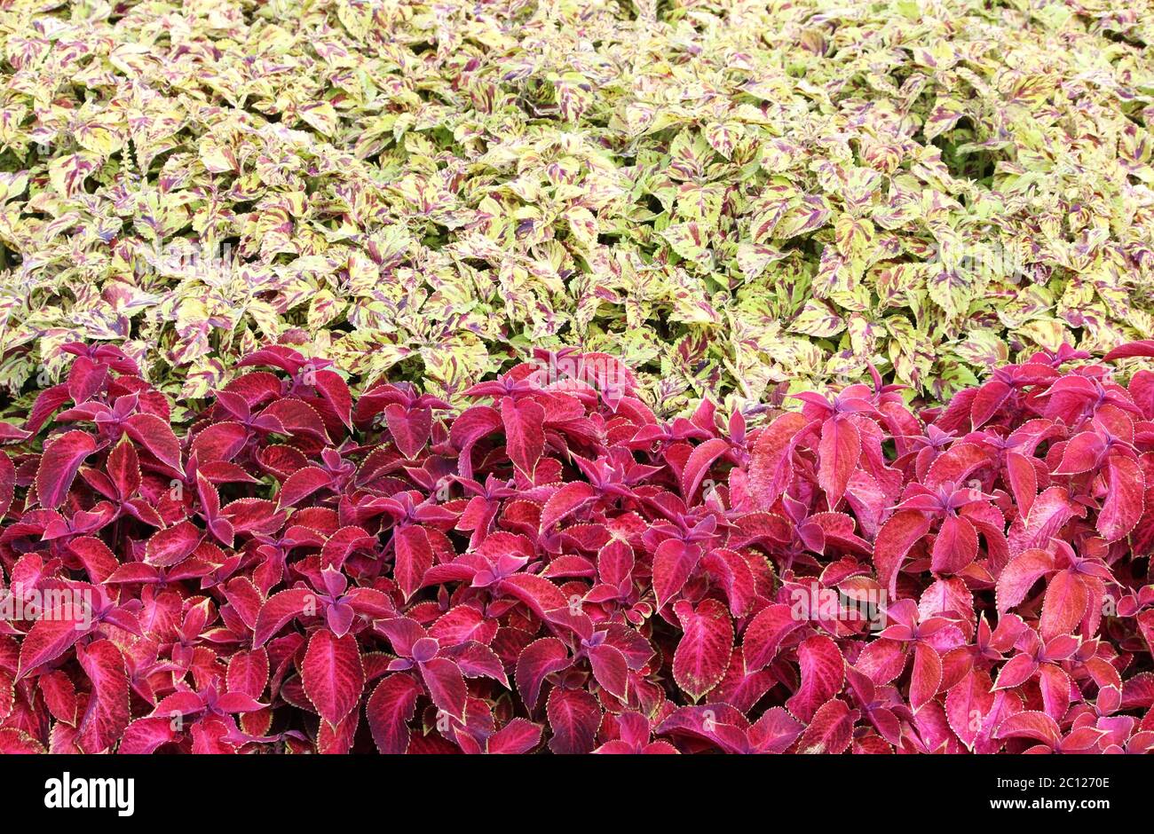 Decorative colorful leaves Plectranthus scutellarioides Coleus blumeii Stock Photo