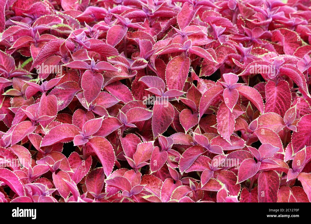 Decorative colorful leaves Plectranthus scutellarioides Coleus blumeii Stock Photo