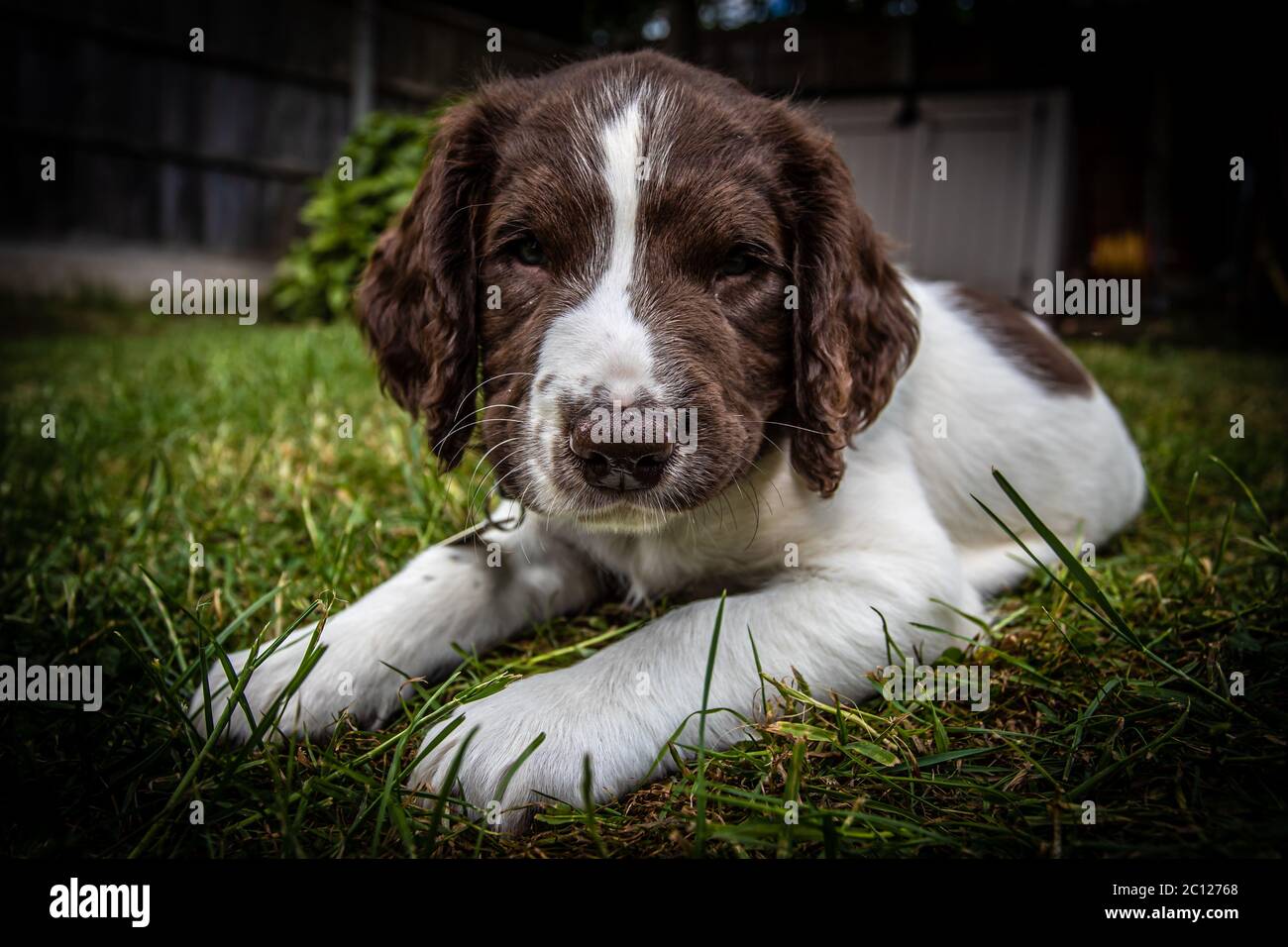 An 8 week old male Springer Spaniel explores and plays in his new garden. Stock Photo
