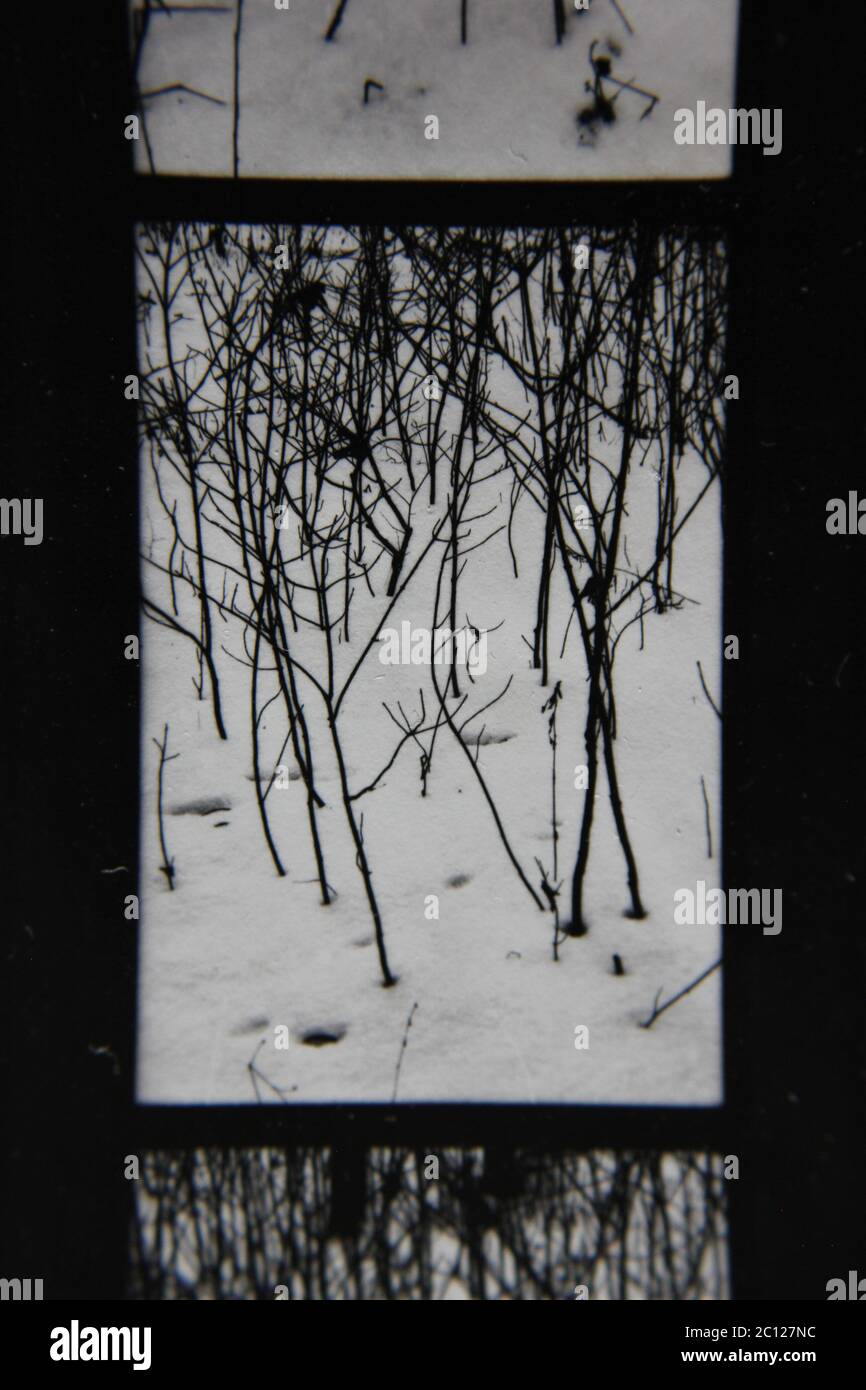 Fine 1970s vintage black and white photography of the beauty of nature ...
