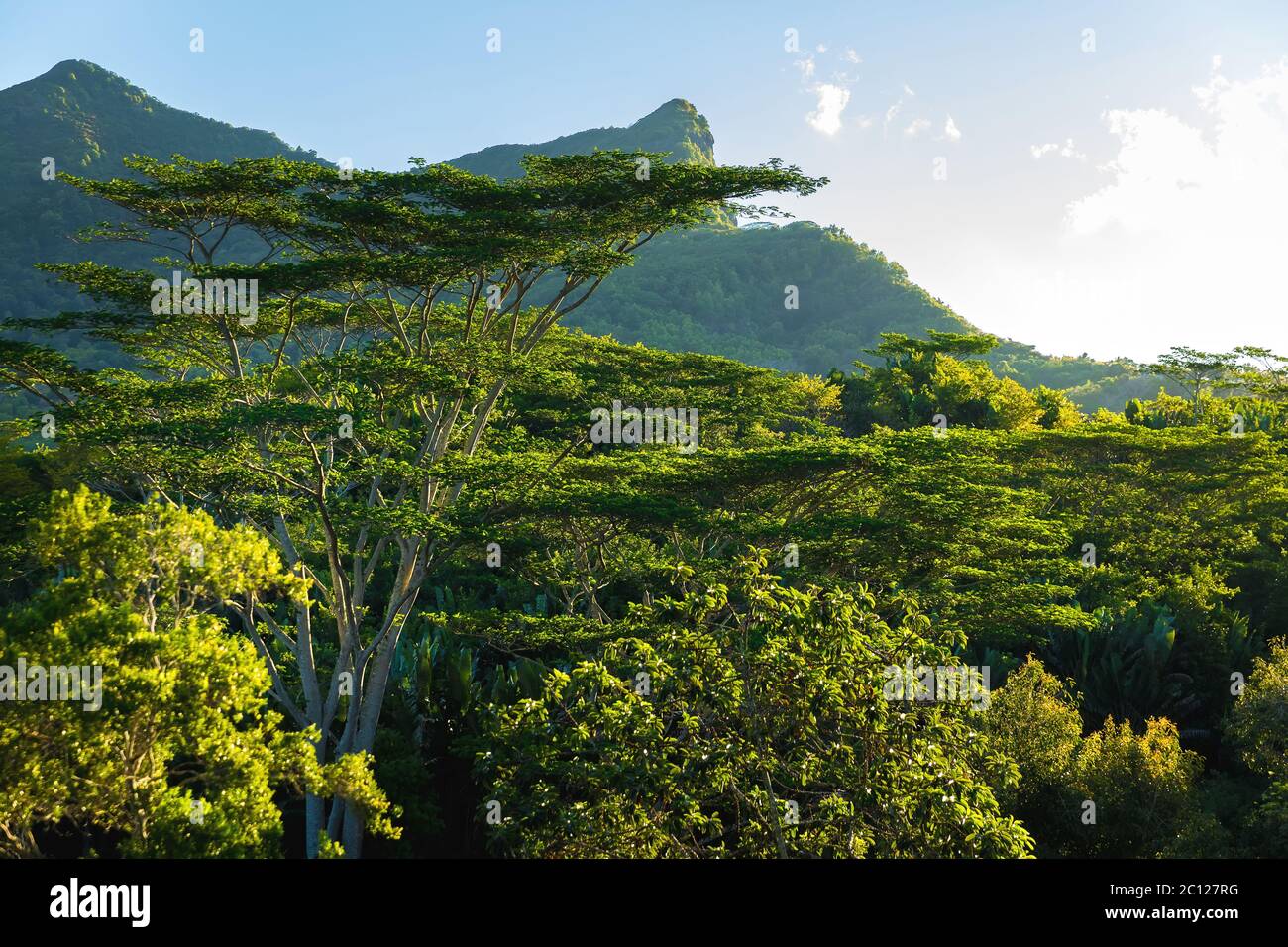 Rain forest, tree crowns and mountain in Mauritius island Stock Photo