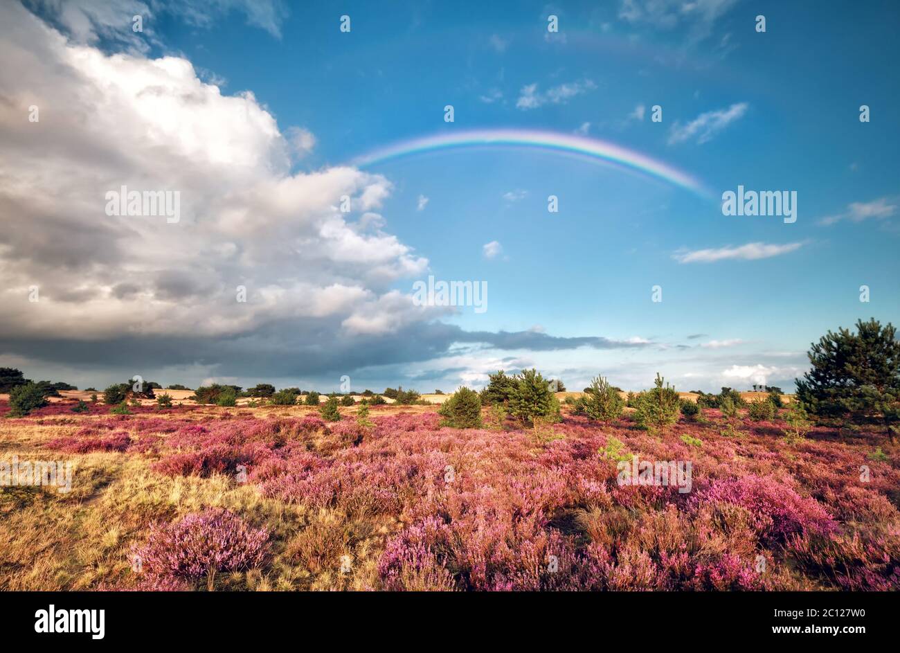 rainbow over meadow with flowering heather Stock Photo