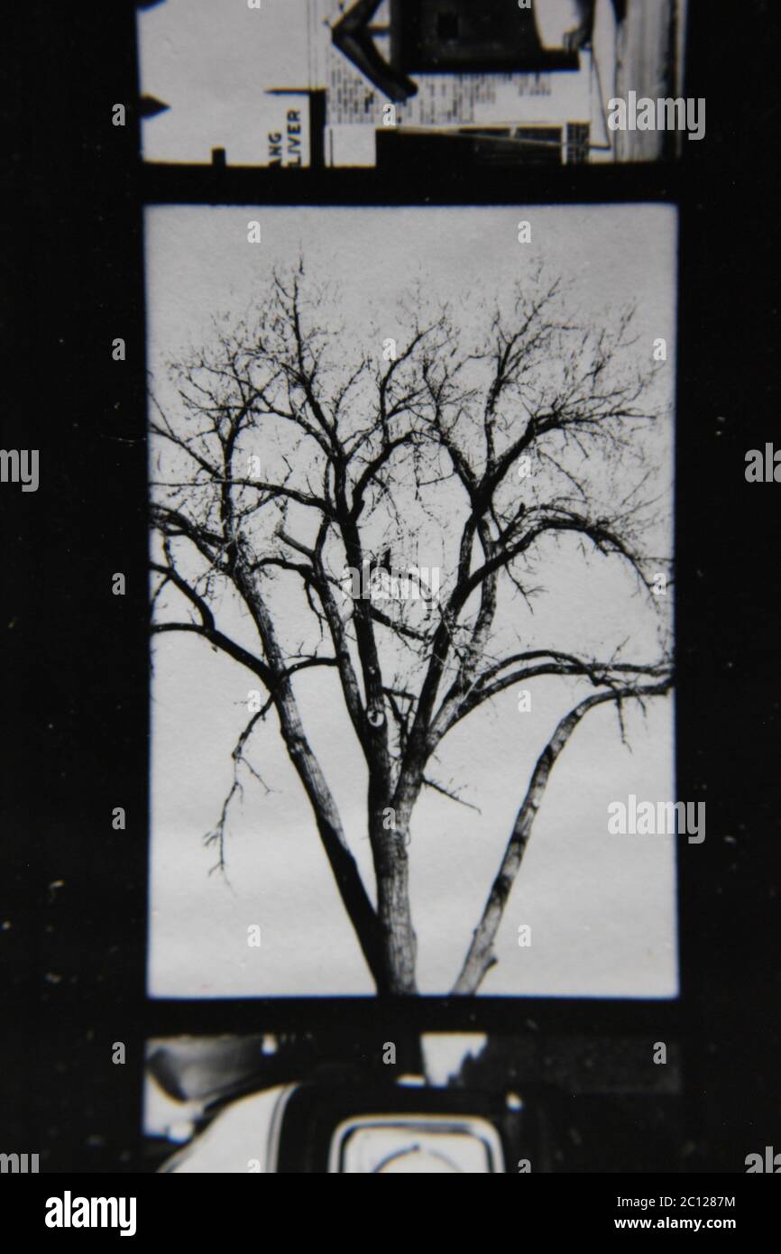Fine 1970s vintage black and white photography of the beauty of nature ...