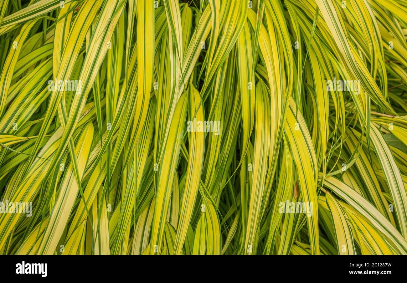 Hakonechloa macra 'Aureola' grass. Japanese reed grass in garden. Details of the leaves Stock Photo