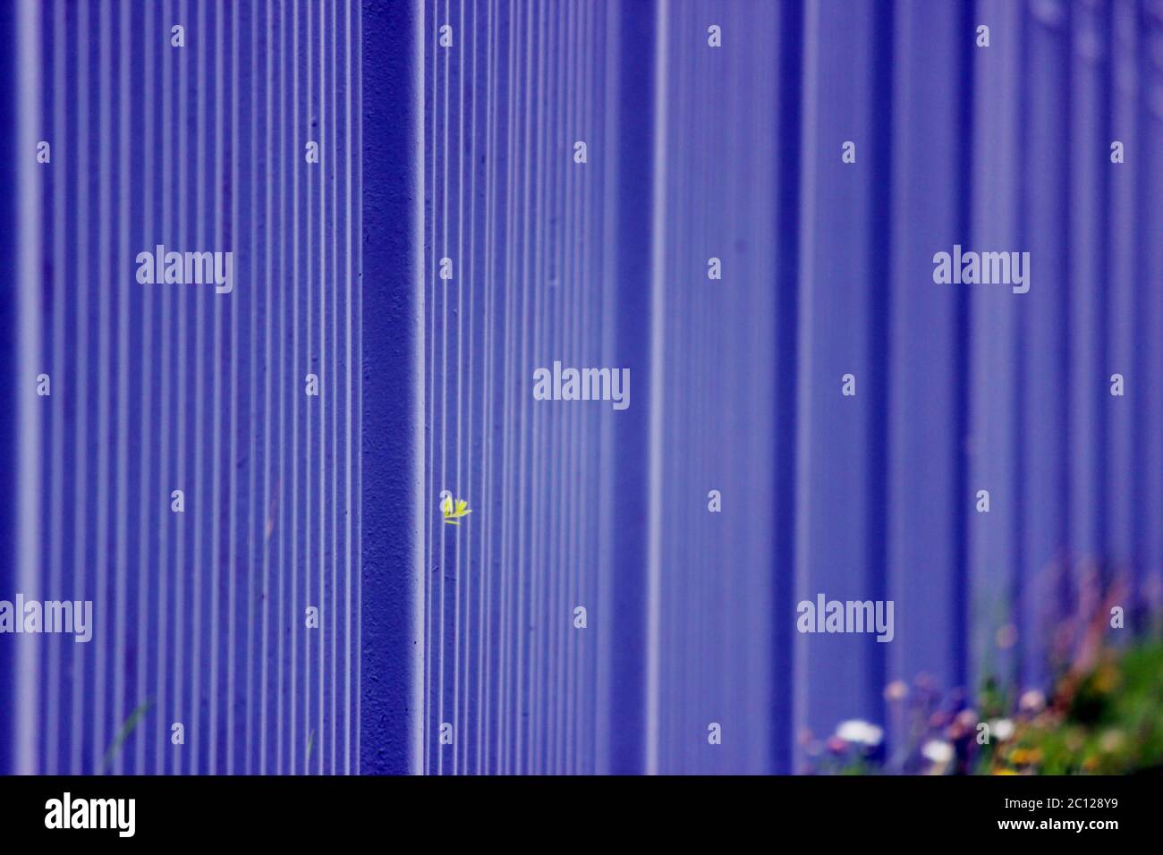blue metal fence in the long run as a background and green leaf Stock ...