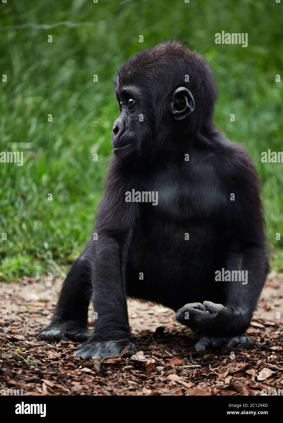Infant Western gorilla, Bioparc, Valencia, Spain. Stock Photo