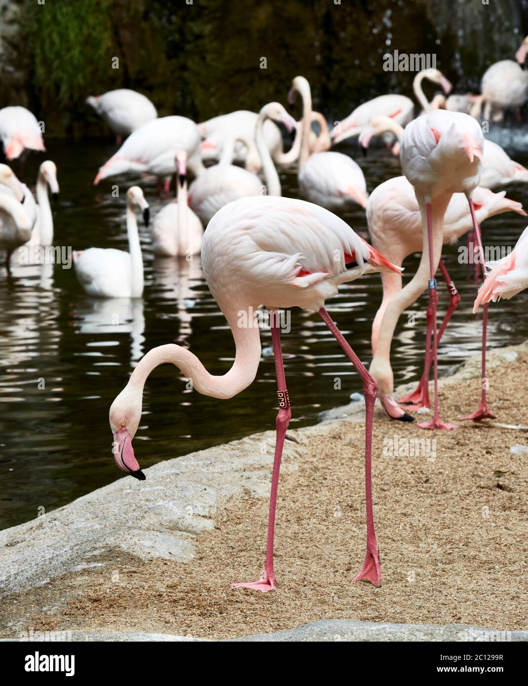 Greater Flamingo standing by the waterside,  Bioparc, Valencia, Spain. Stock Photo