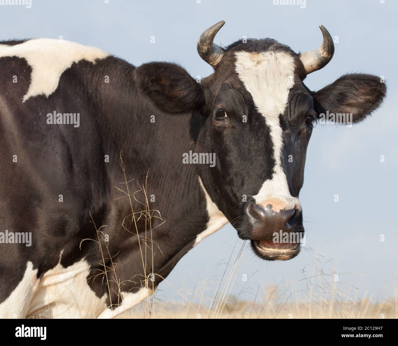 Cow Eats Hay Stock Photo Alamy