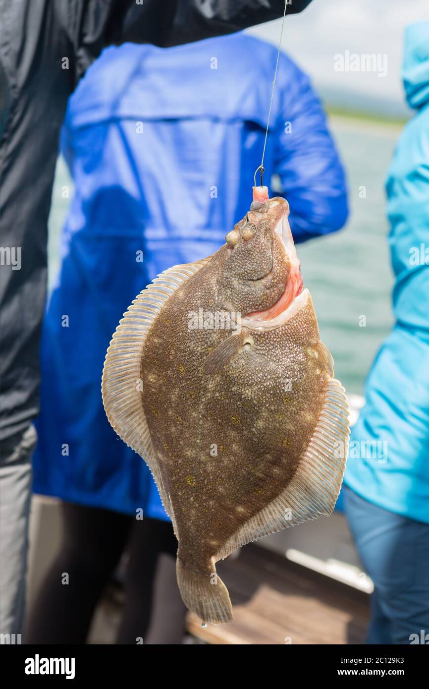 Deep sea flounder hires stock photography and images Alamy