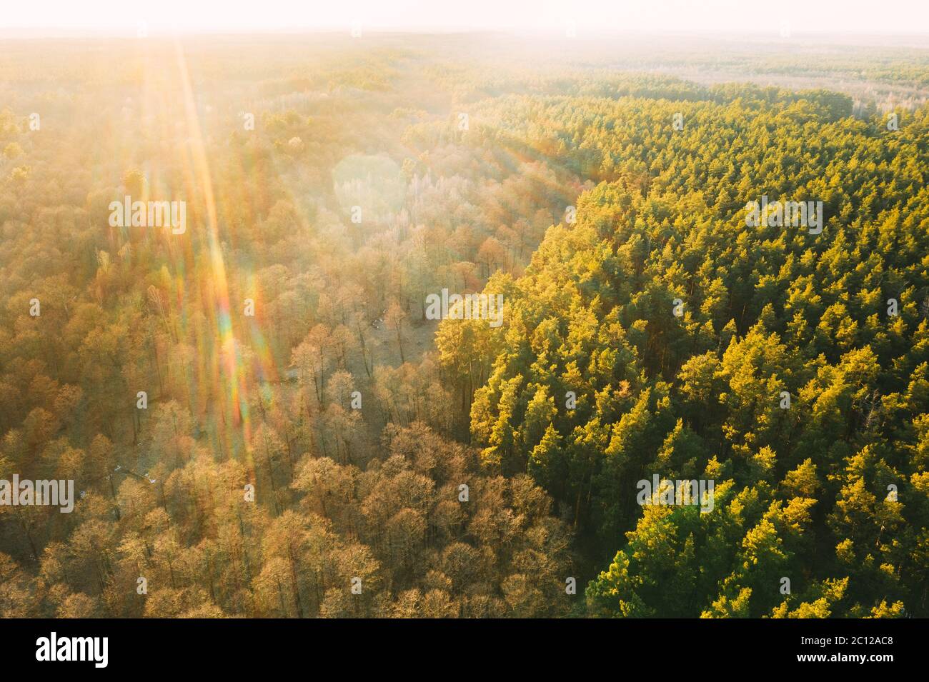 Birds eye view of leaves hi-res stock photography and images - Alamy