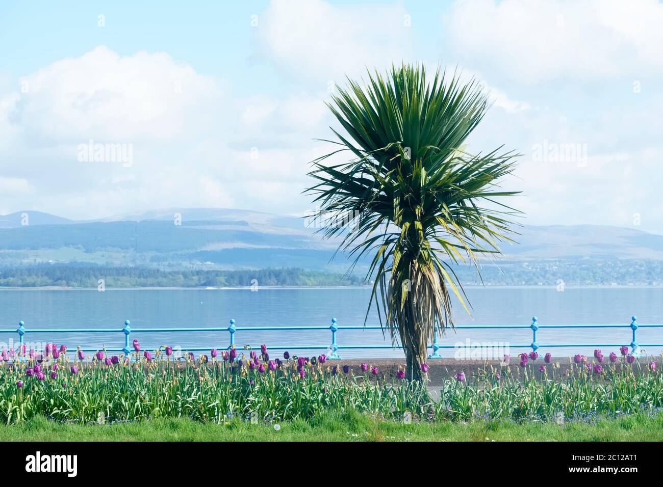 Palm tree at coast esplanade in Greenock Scotland Stock Photo