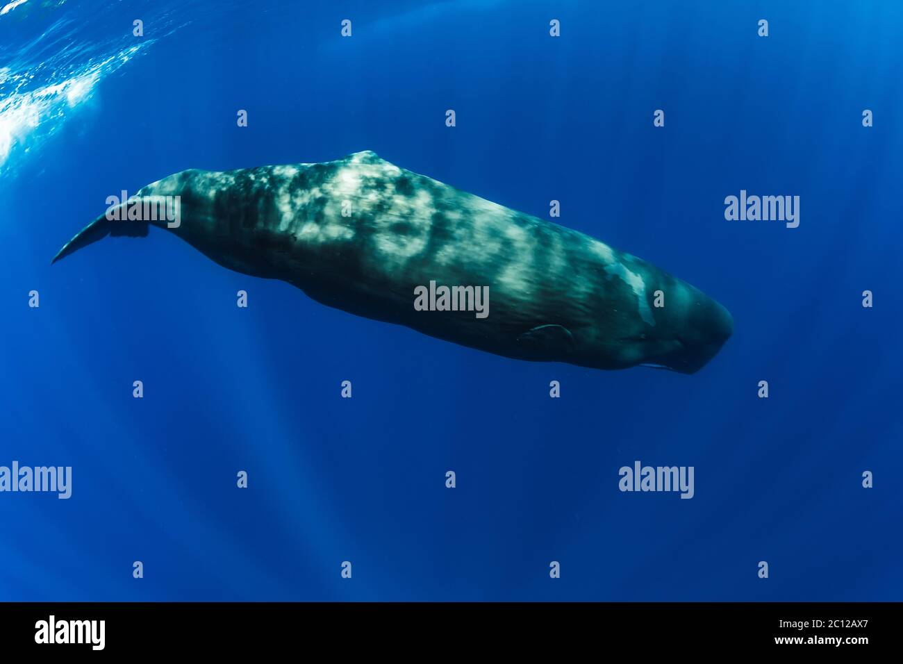 Sperm Whale Swimming In Blue Ocean, Mauritius Stock Photo - Alamy