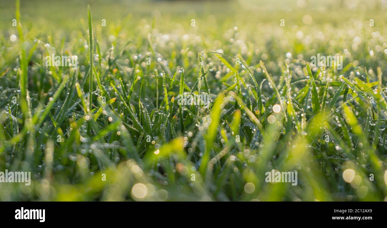 Lush green grass with drops of water dew glittering in the morning sun light Stock Photo