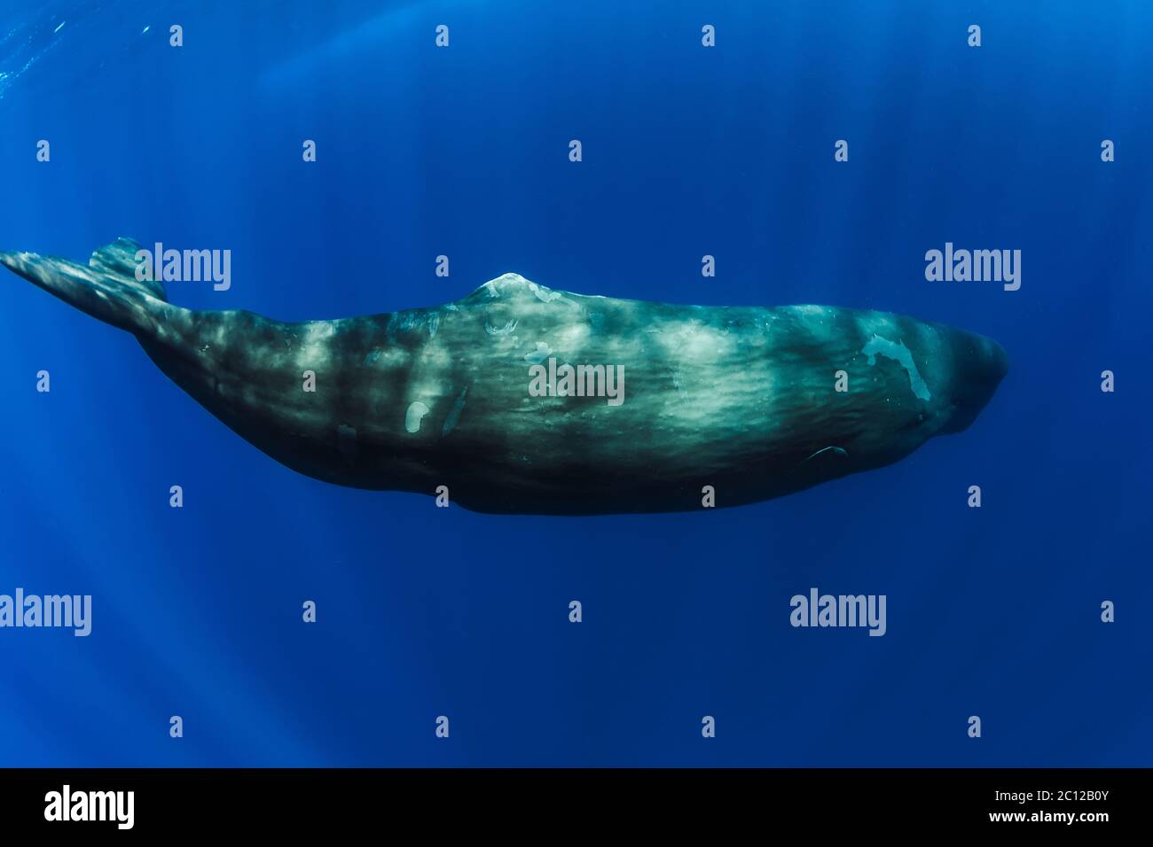 Sperm Whales Swimming Underwater In Blue Ocean Near Mauritius Stock ...