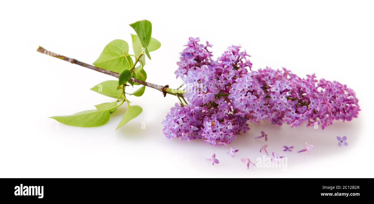 Lilac branch isolated on white background Stock Photo - Alamy