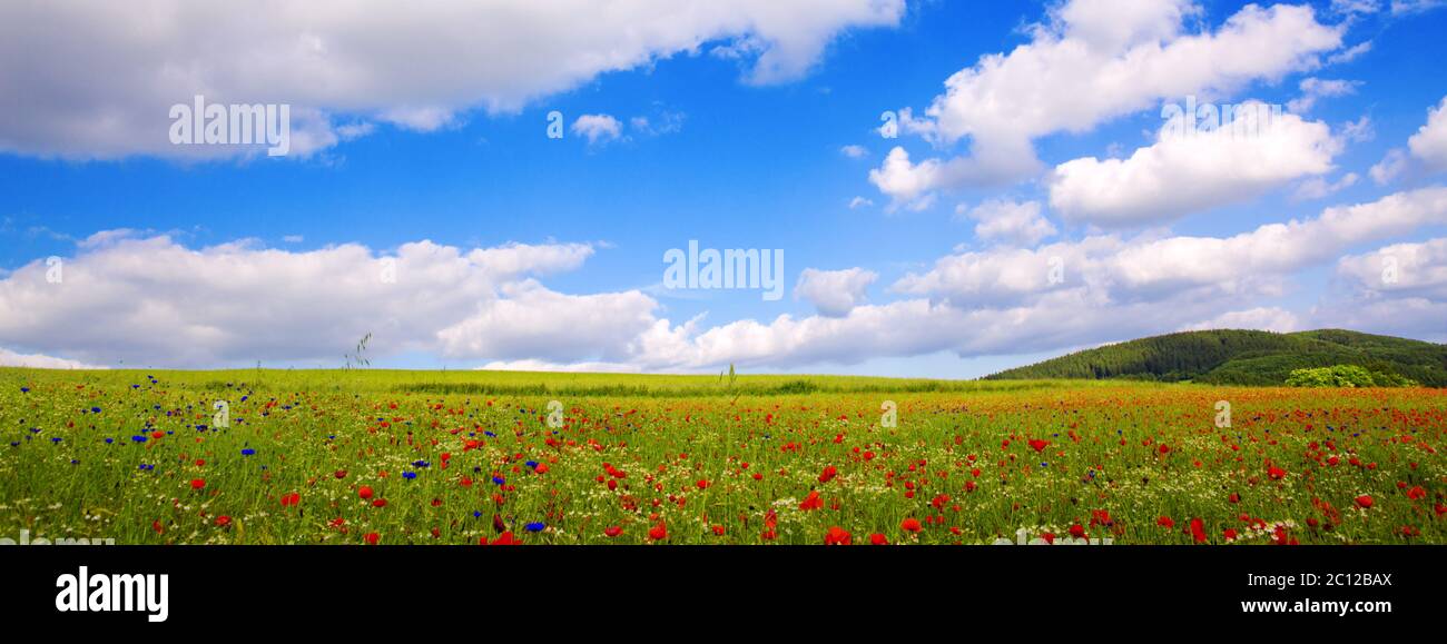 Poppies on blue sky background Stock Photo - Alamy