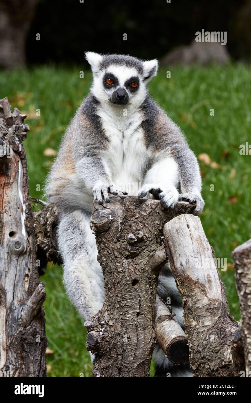 Ring tailed lemur (Lemur catta) sitting on a fence, Bioparc, Valencia, Spain. Stock Photo