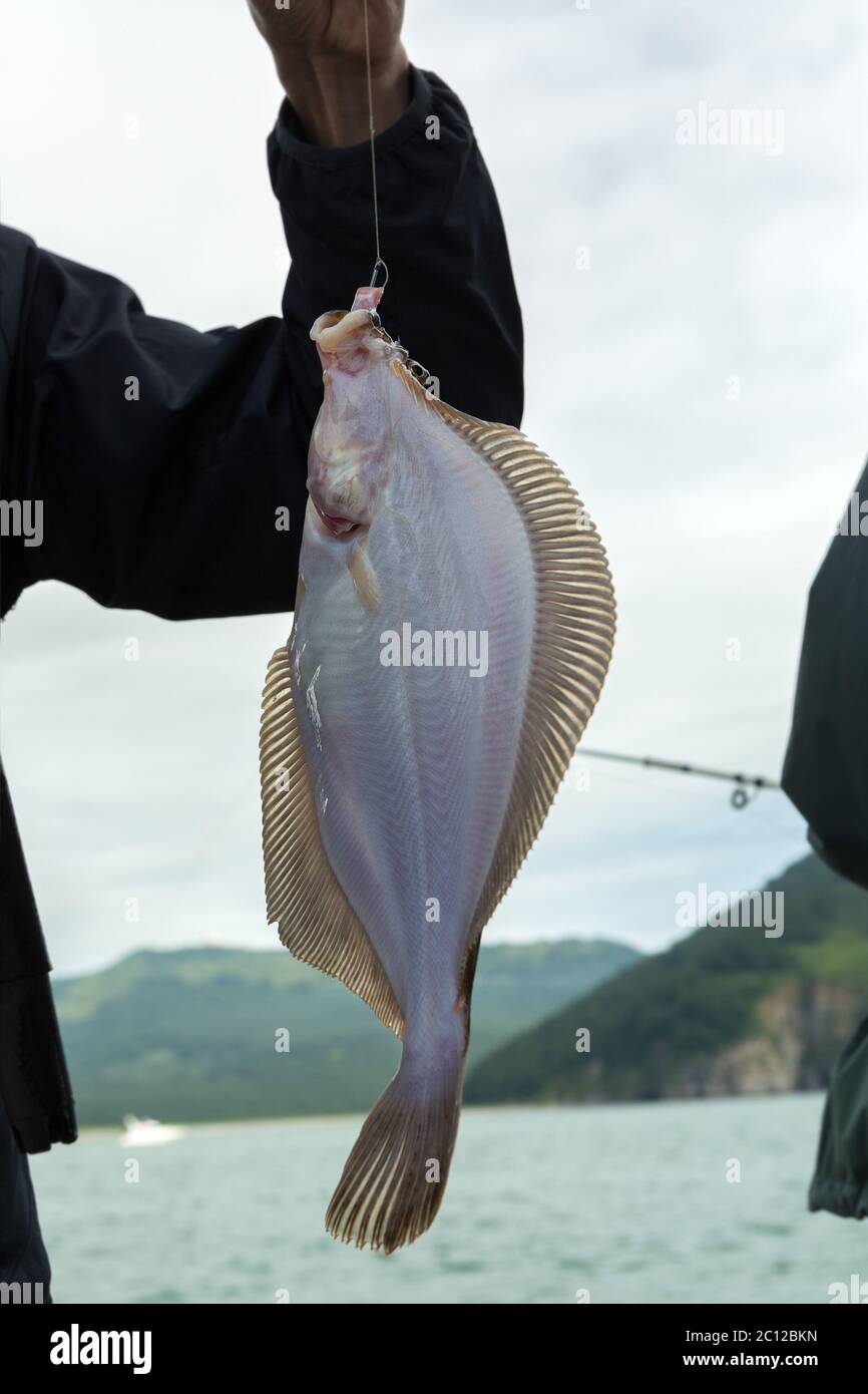 Halibut hook hi-res stock photography and images - Alamy