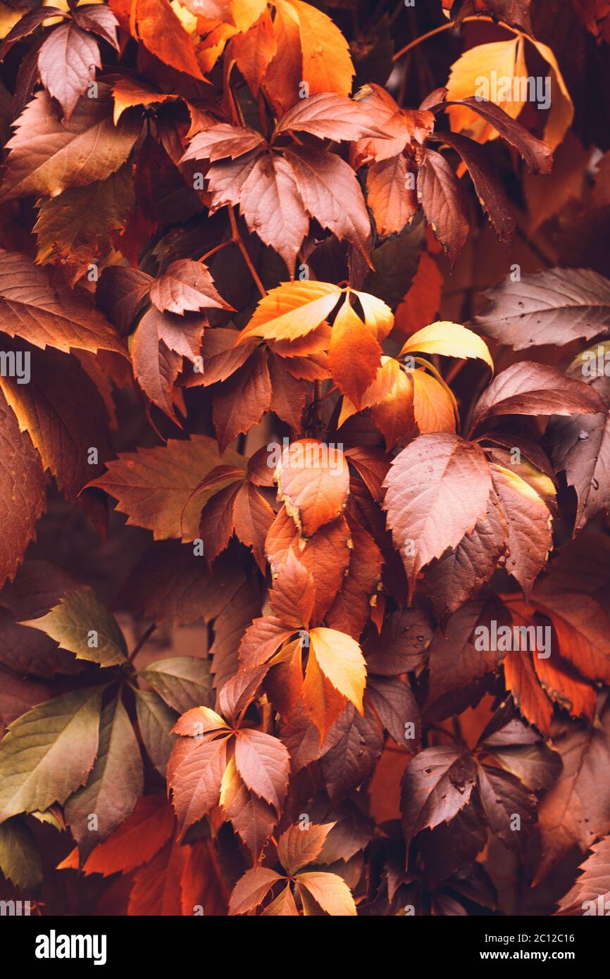 Autumn Wallpaper Anime Hd Background, 3d Background Rendering Brown Autumn  Leaves On A Park Bench In The Middle Of A Puddle Autumn Theme, Hd  Photography Photo Background Image And Wallpaper for Free