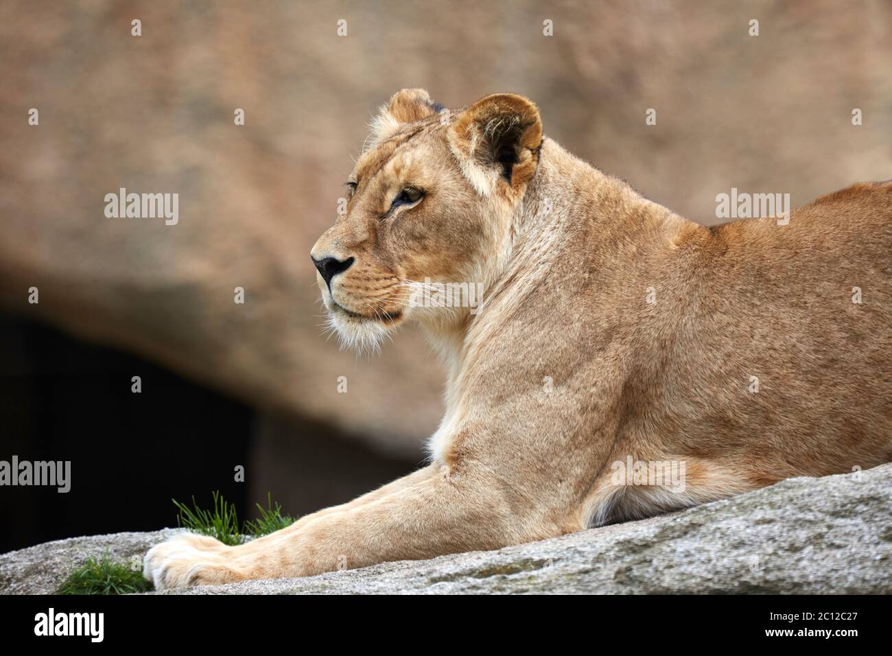 African lioness (panthera leo) relaxing on a rock, Bioparc, Valencia, Spain. Stock Photo
