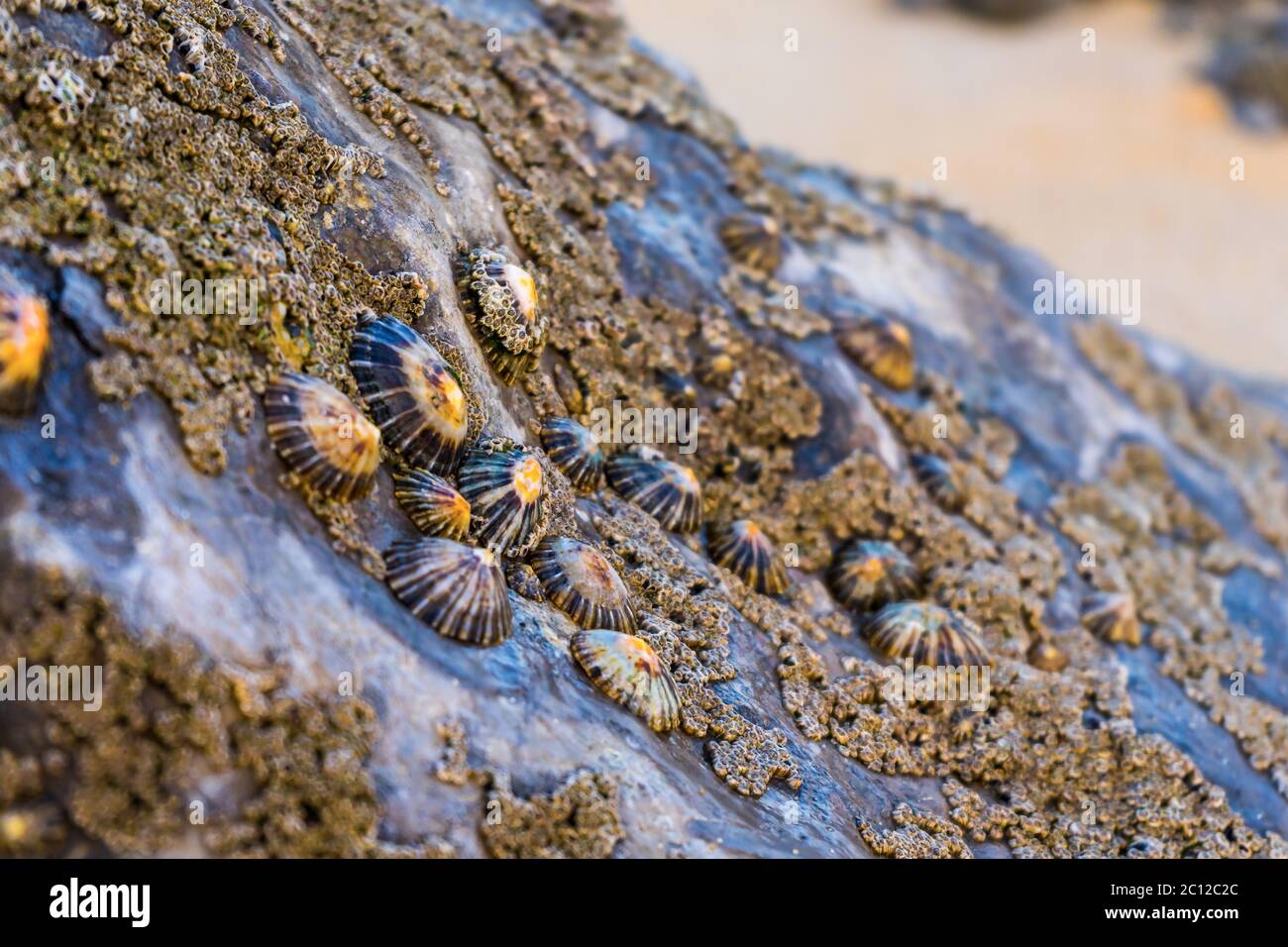 Small mollusks hi-res stock photography and images - Alamy