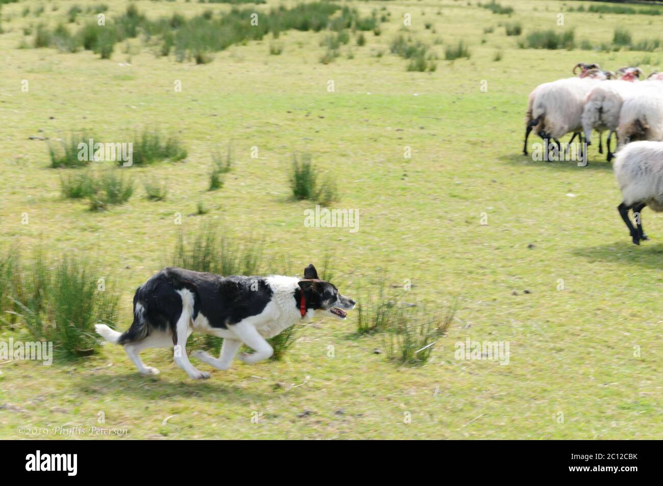 black and white sheep herding dog
