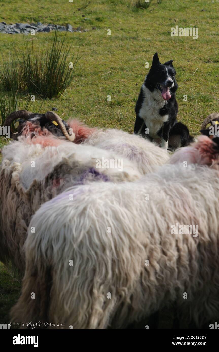 black and white sheep herding dog