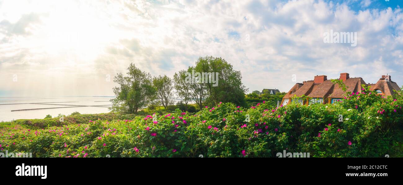 Scandinavian house with rose bushes fences on the North Sea shores, on Sylt island, Germany. Summer dreamy vacation location. Stock Photo