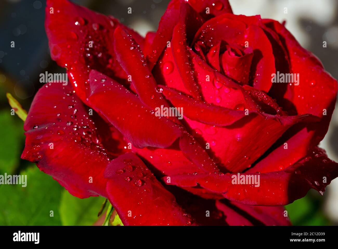 Les Plus Belles Roses Rouges Beautiful red rose macro hi-res stock photography and images - Alamy