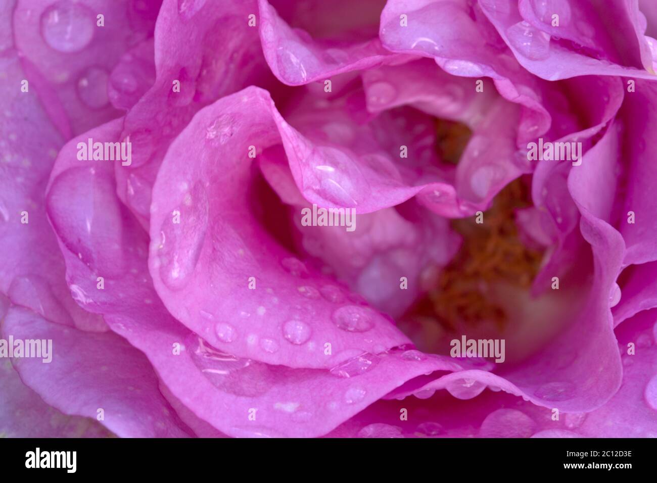 The beautiful pink rose hi-res stock photography and images - Alamy