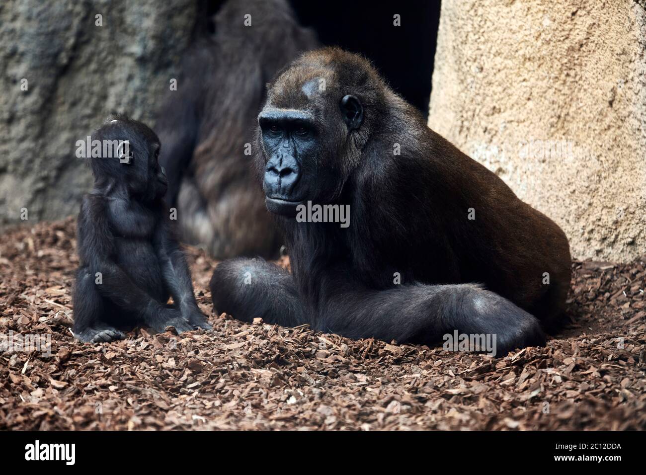 Female Western gorilla with baby, Bioparc, Valencia, Spain. Stock Photo