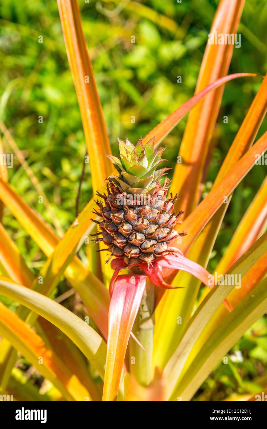 Pineapple farm in Thailand in a beautiful summer day Stock Photo Alamy