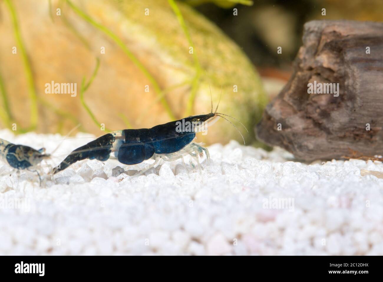 Freshwater shrimp closeup shot in aquarium (genus Neocaridina) Stock Photo