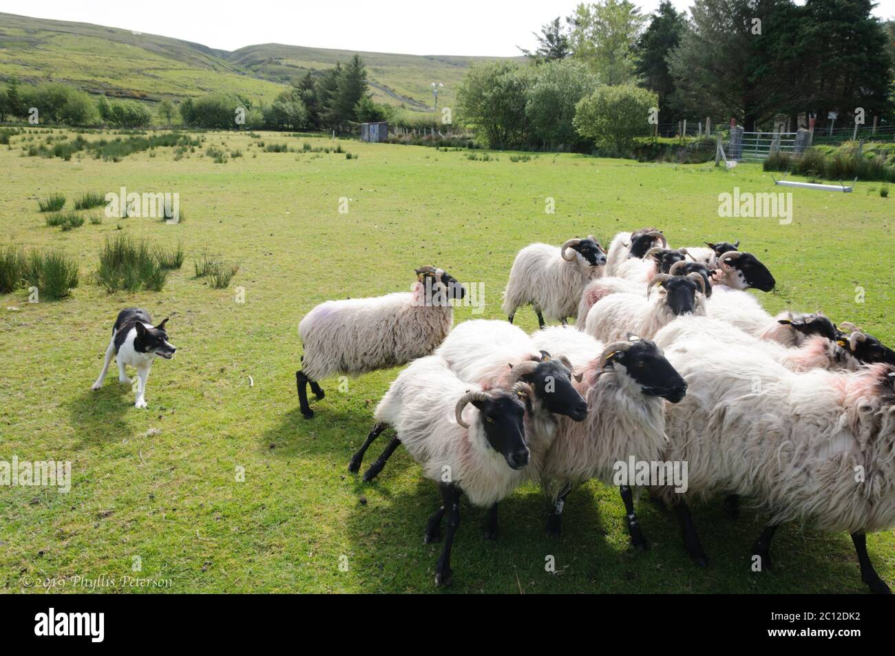 black and white sheep herding dog