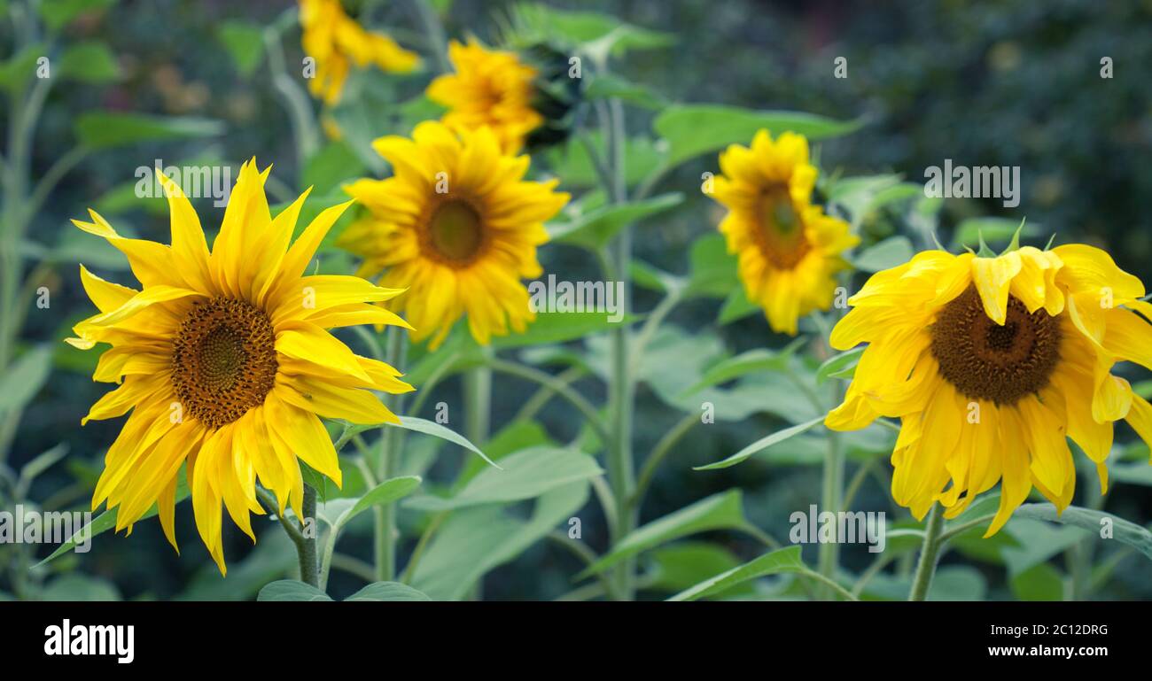 Sunflowers In Bloom Stock Photo Alamy