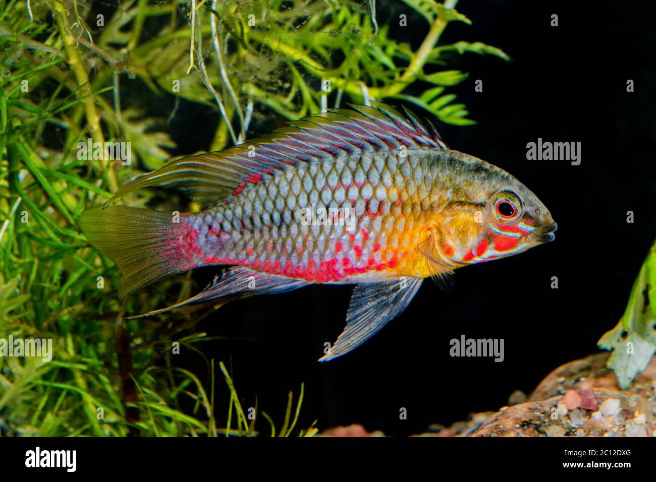 Cichlid fish Apistogramma hongsloi in a aquarium Stock Photo