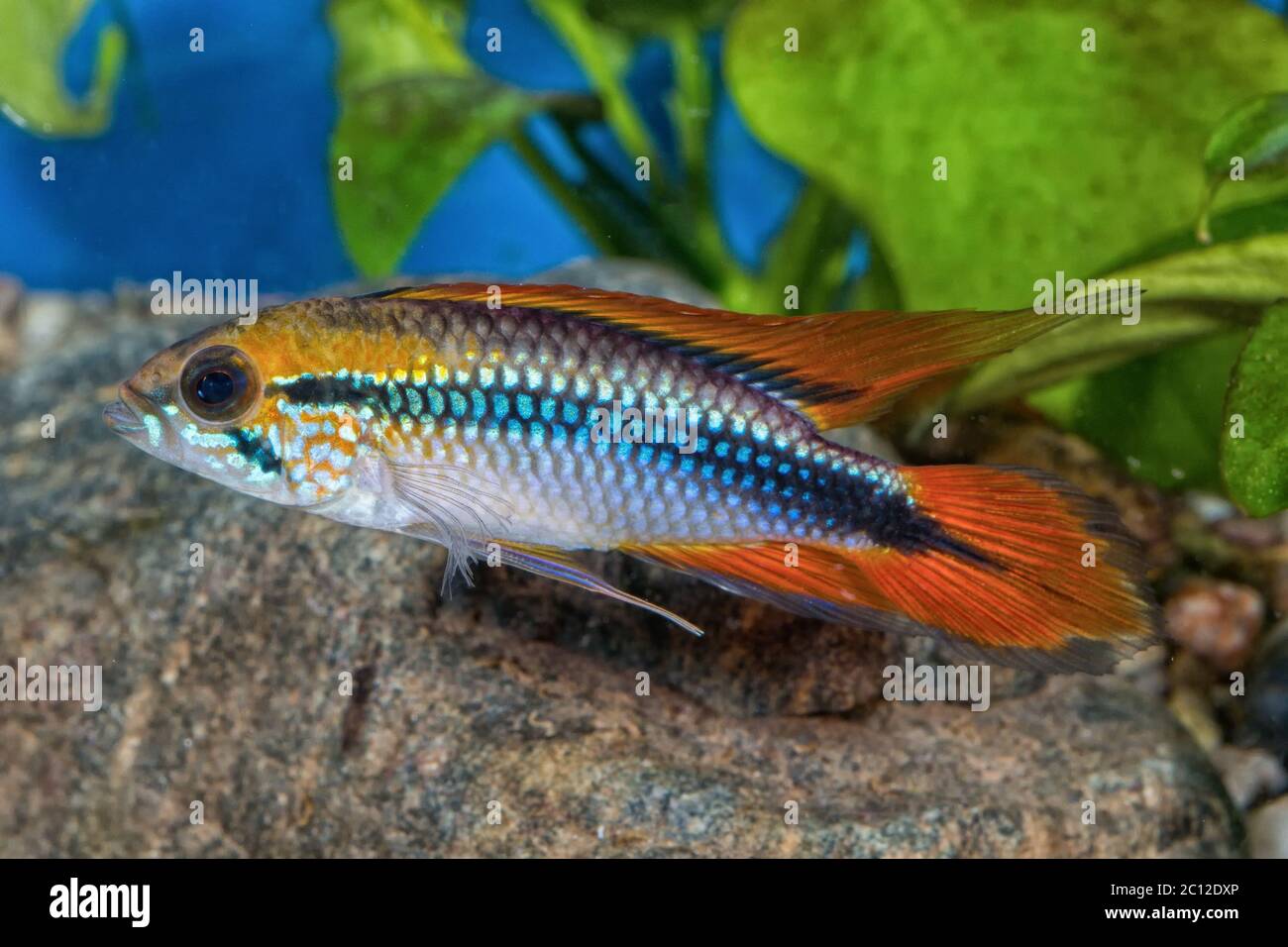 Cichlid fish Apistogramma agassizii in a aquarium Stock Photo