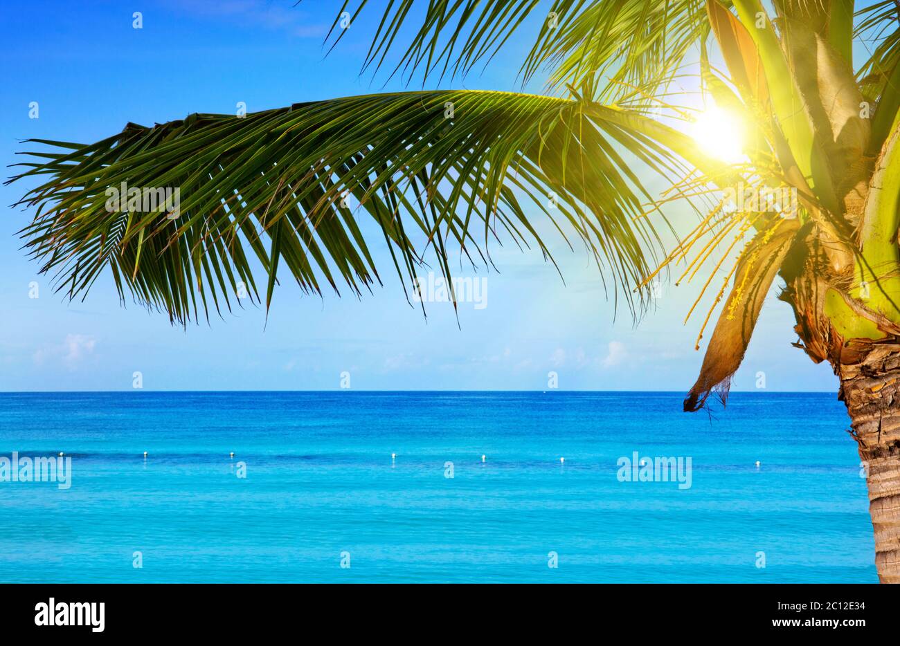 Overhanging palm trees hires stock photography and images Alamy