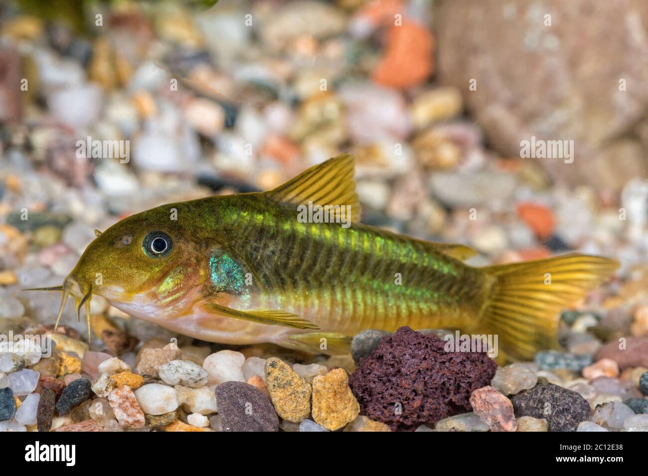 Aquarium Catfish Fish From Genus High Resolution Stock Photography and  Images - Alamy