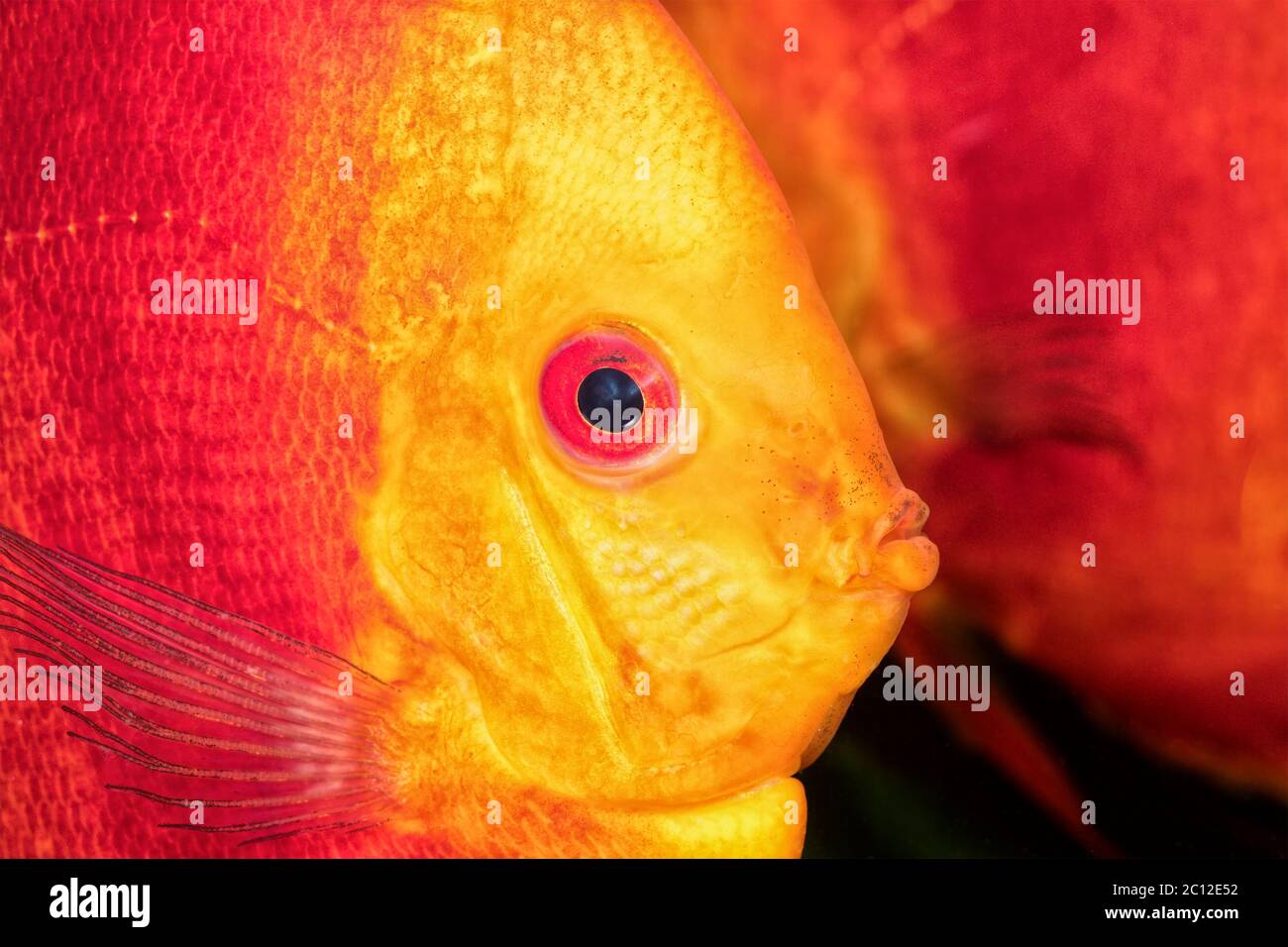 Nice portrait of red-orange discus fish Stock Photo