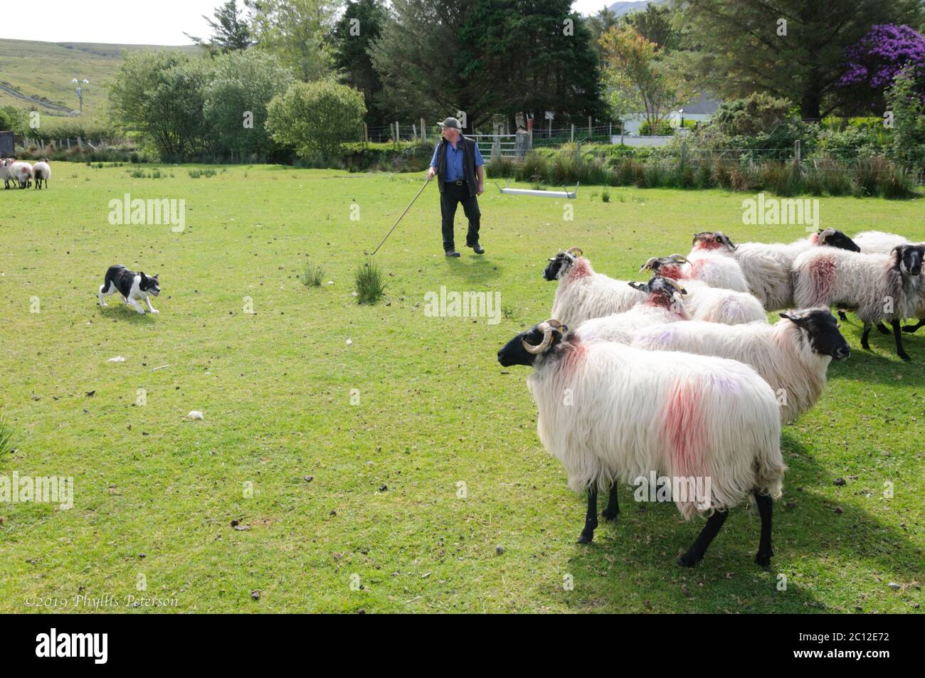 Glenkeen Centre/Louisburgh, Ireland-May 22, 2020: Shepherd of a sheep farm in Ireland gives instruction to his sheep dog as he rounds up the sheep from the hills.. High quality photo Stock Photo