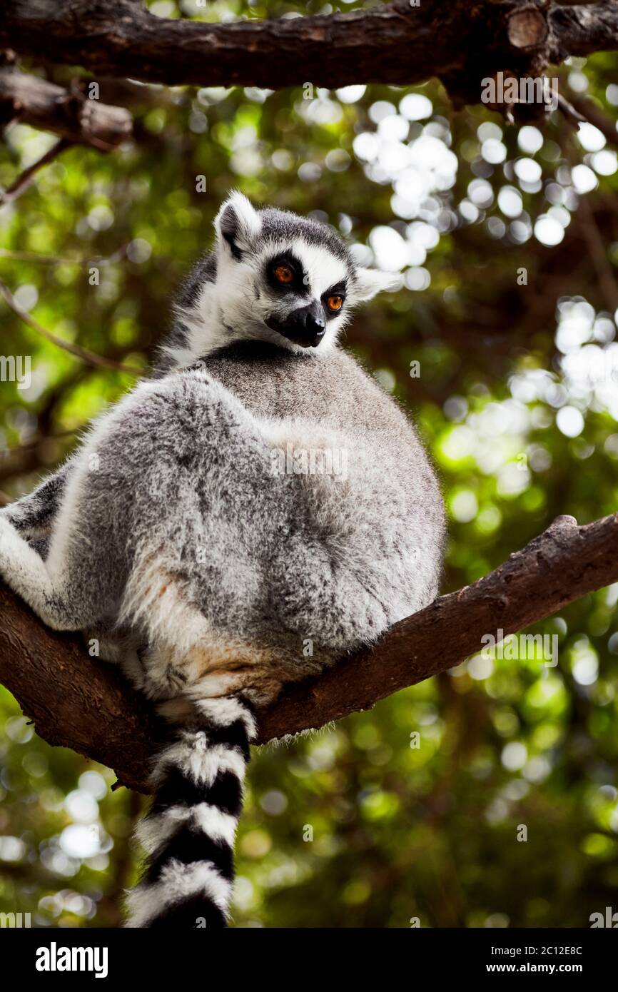 Ring tailed lemur (Lemur catta) sitting on a branch, Bioparc, Valencia, Spain. Stock Photo