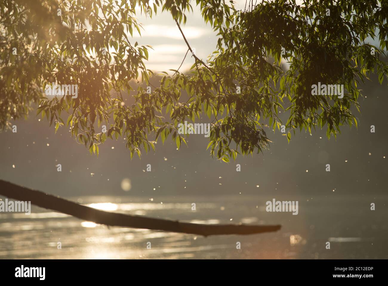 Summer or early autumn park with pond river and weeping willow trees on the shore. big branch in the middle Stock Photo
